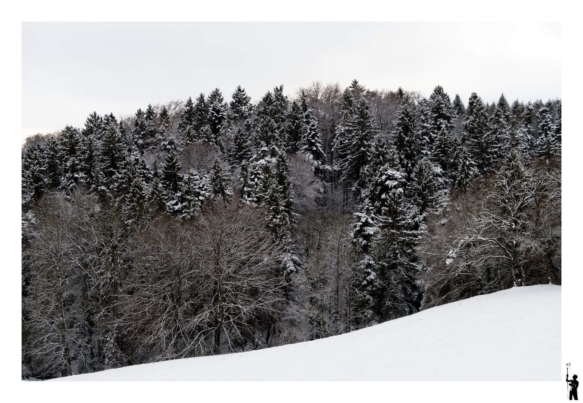 contraste en neige et forêt noir
