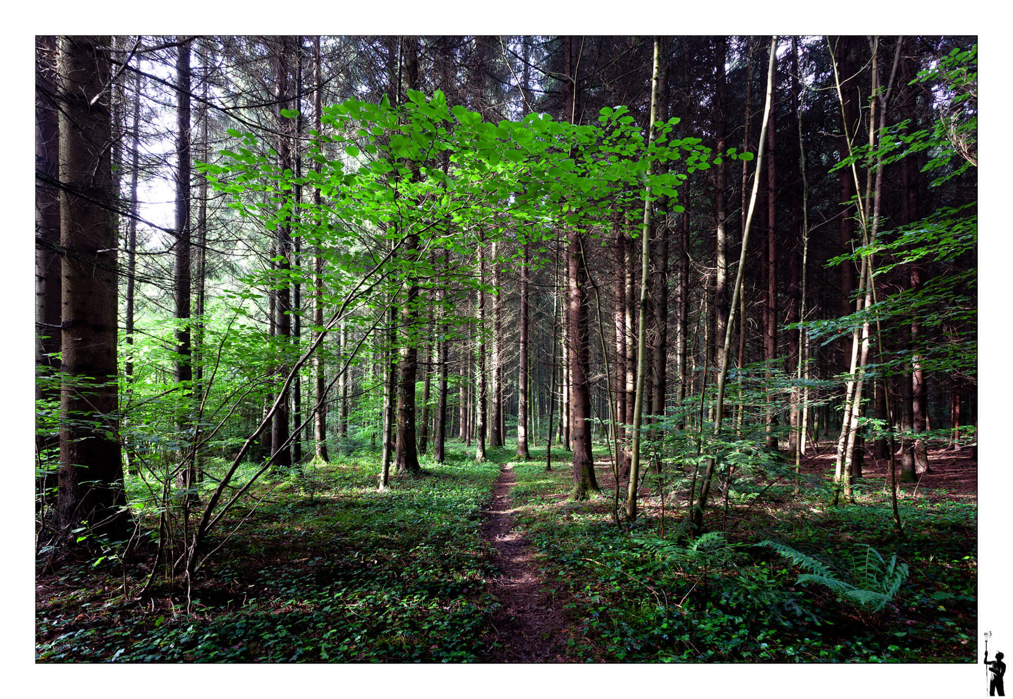 Printemps dans les forêts vaudoises et petit chemin qui les traversent
