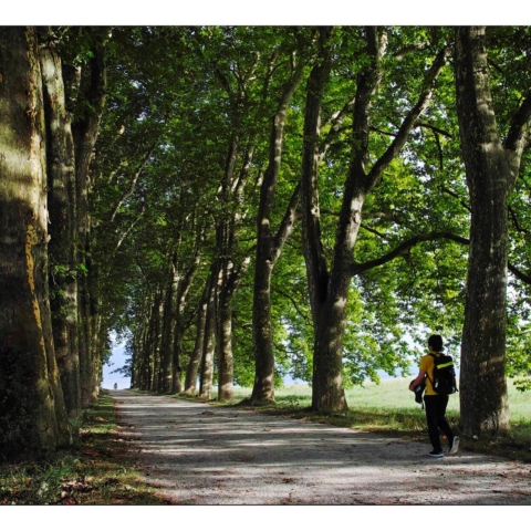 Allée d'arbres à Saint-Sulpice