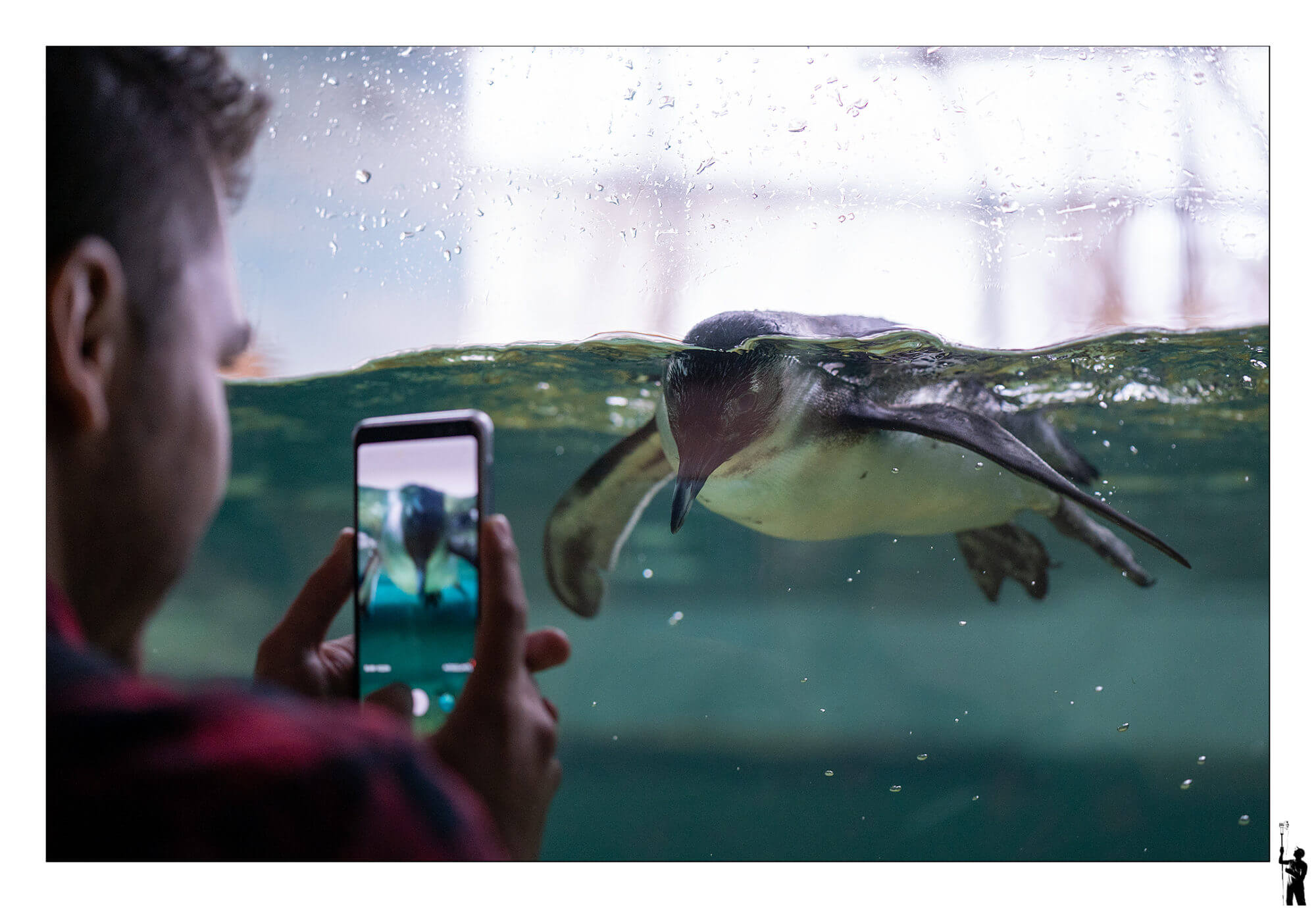 Pinguin prend la pose dans un aquarium