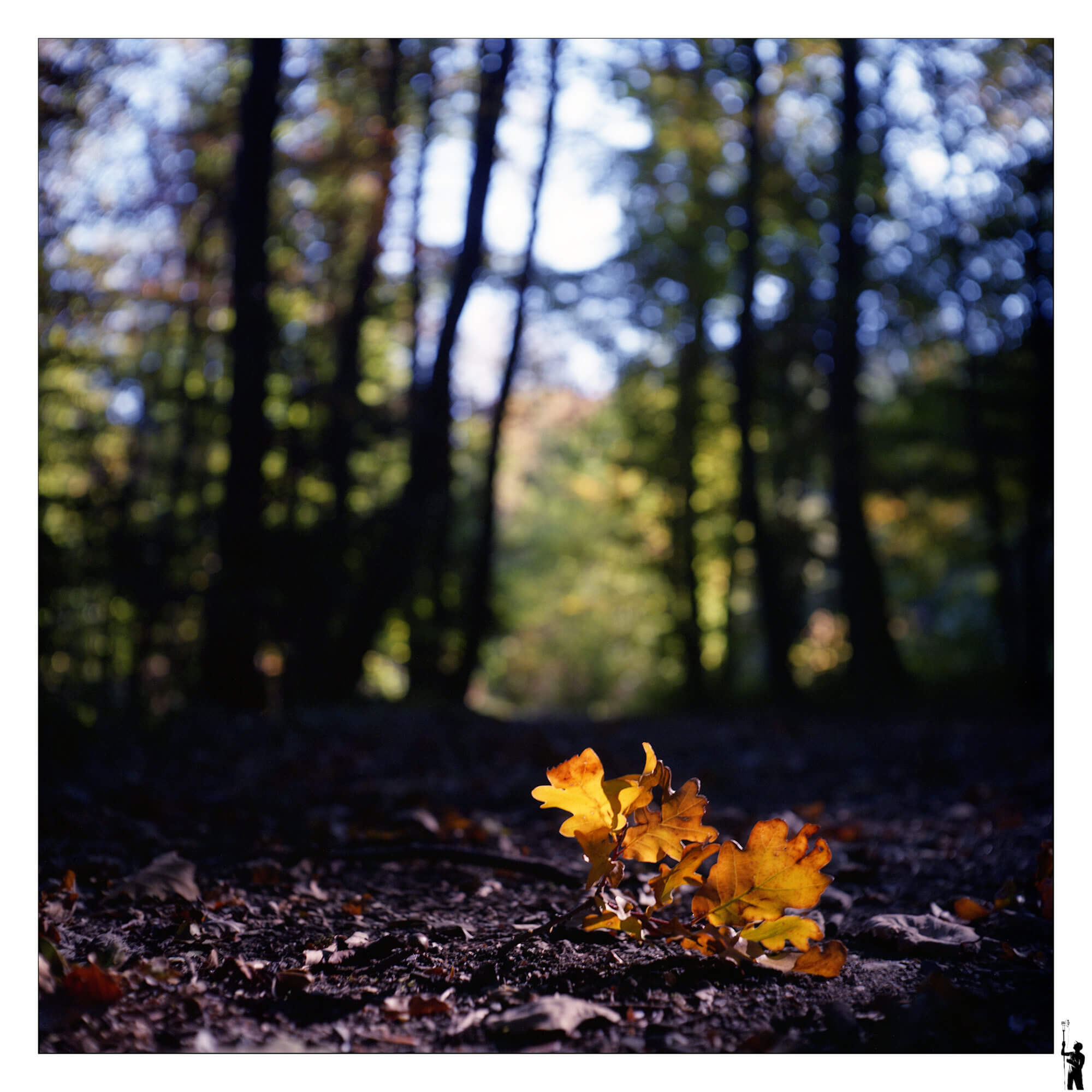 photo au 6x6 argentique couleurs Ektar 100 en forêt