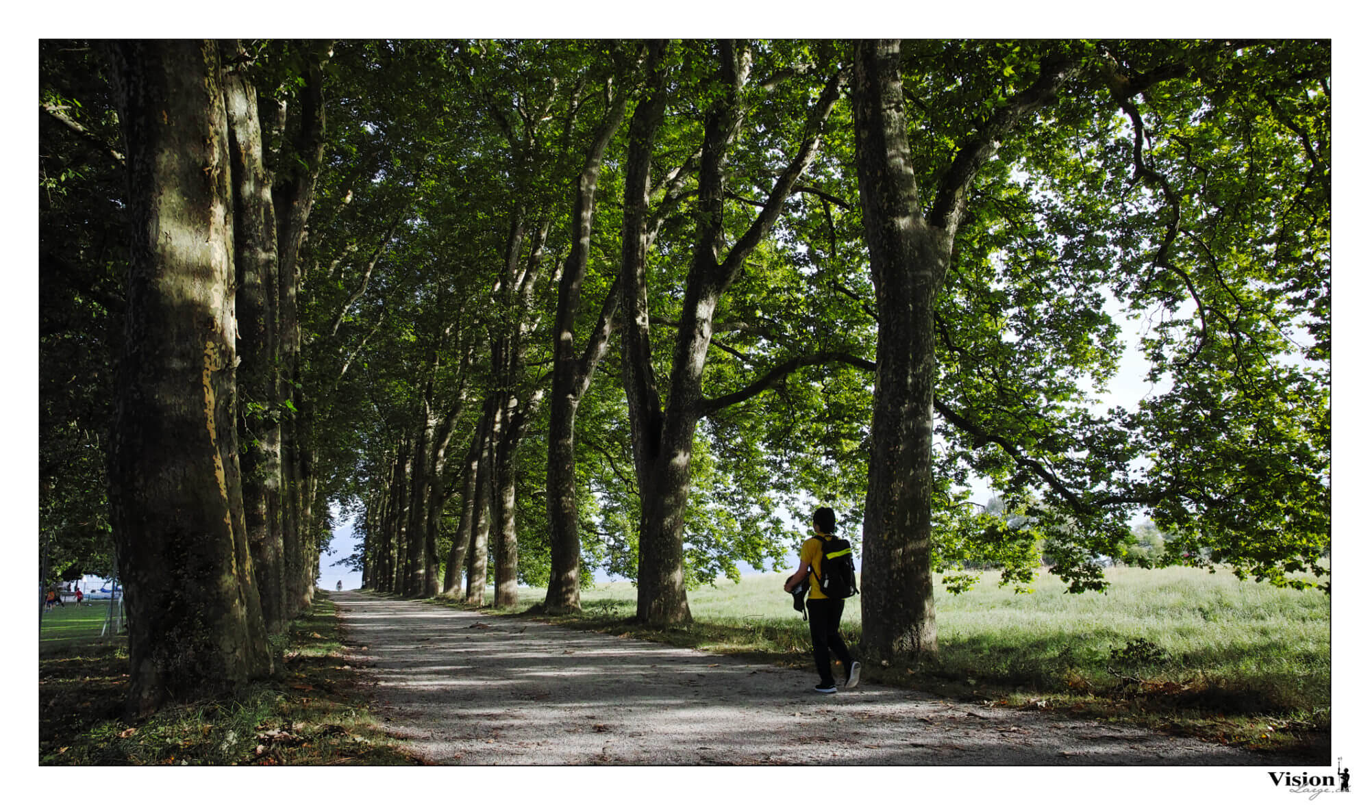 Allée d'arbres près de saint-Sulpice en suisse romande au Fovéon de Sigma