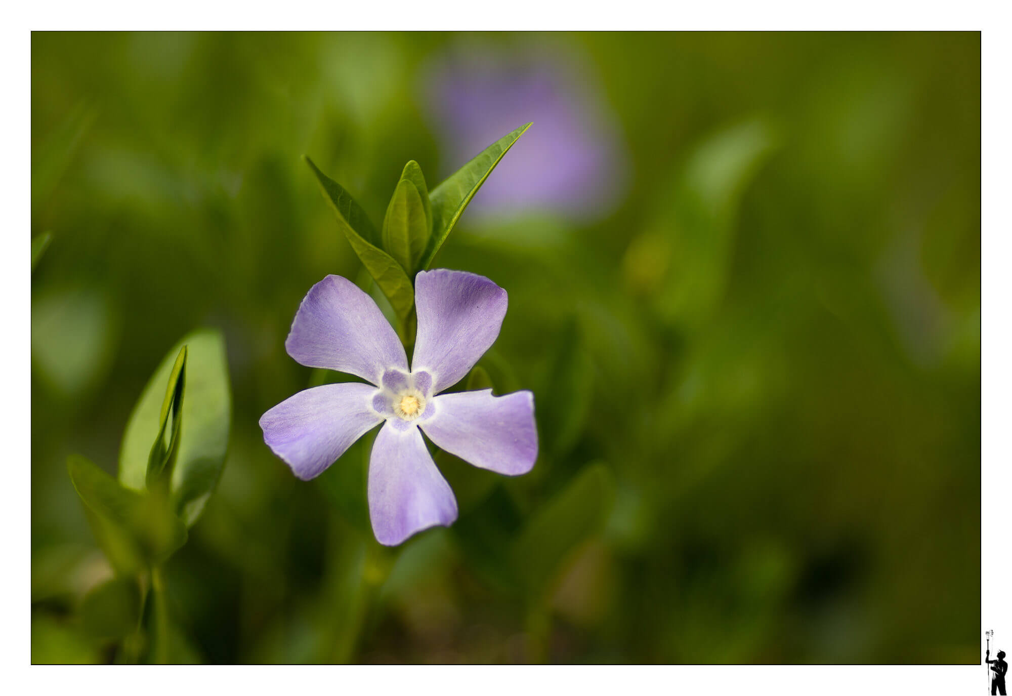 Pervenches du printemps