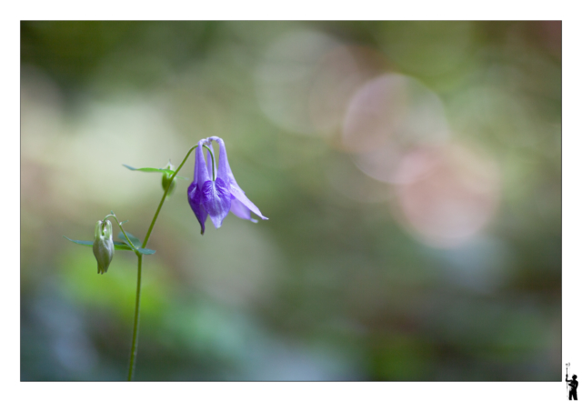 Petite fleur des bois en macro