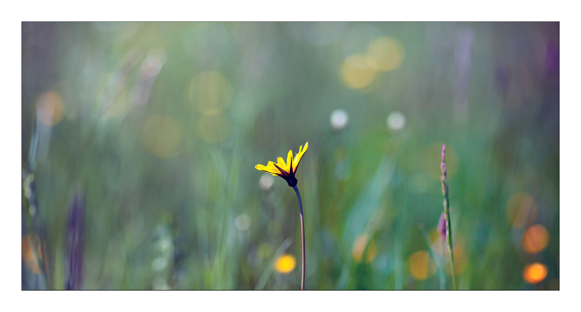 Petites fleurs des champs