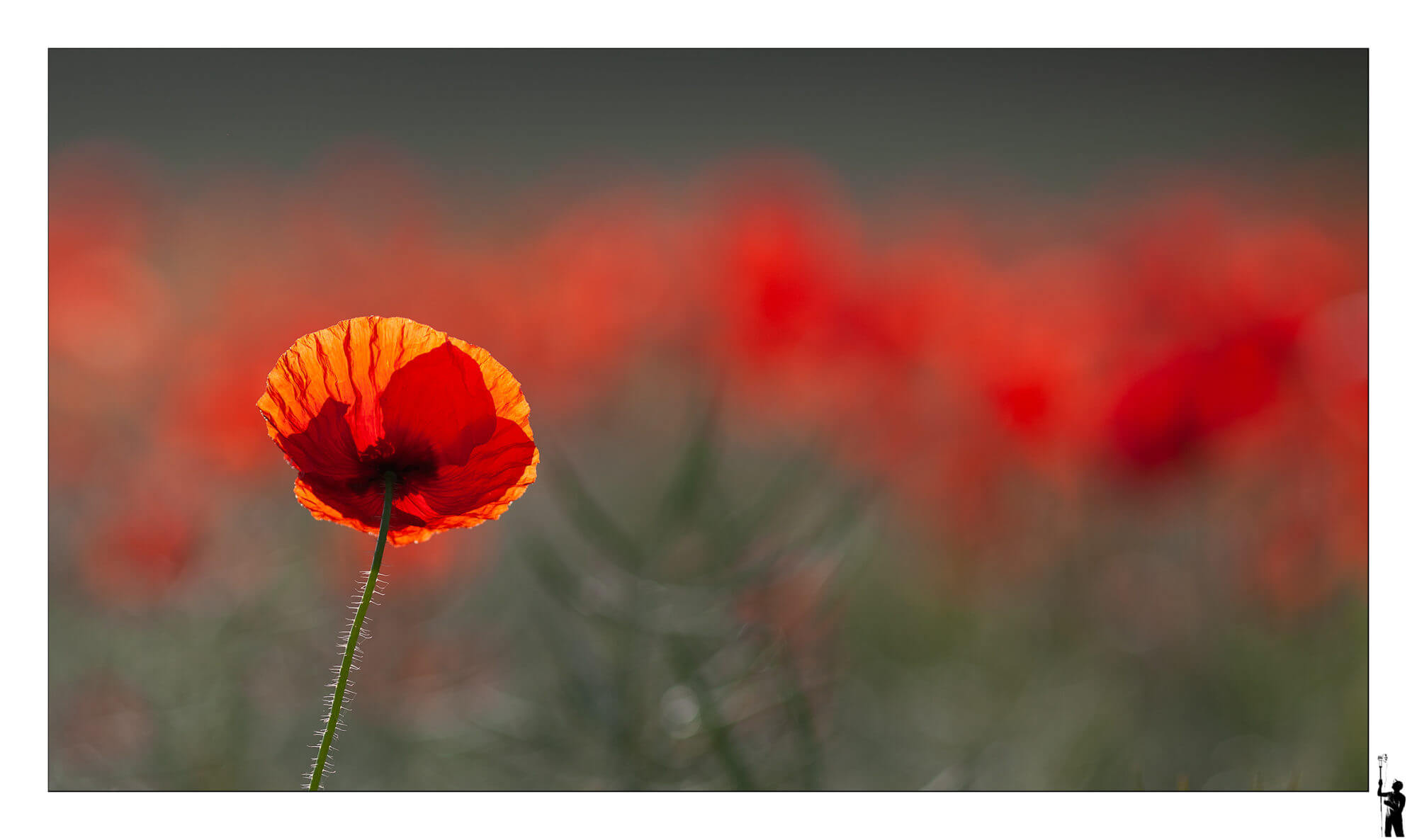 coquelicots dans l'orge