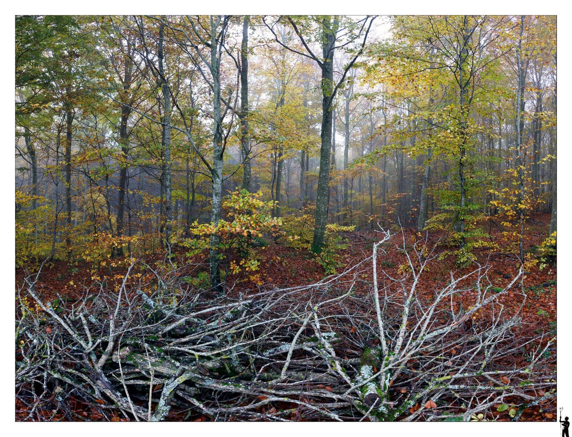 Forêt en automne dans le jura en suisse