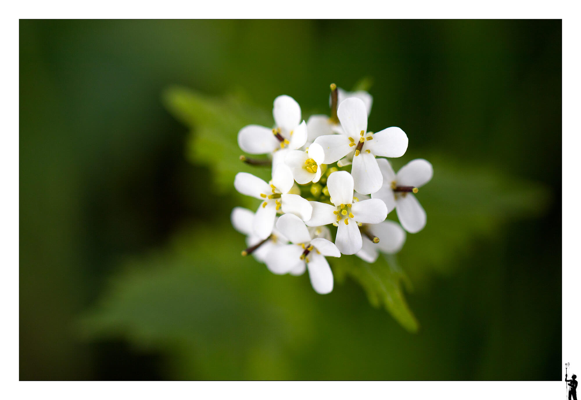 fleurs en macro