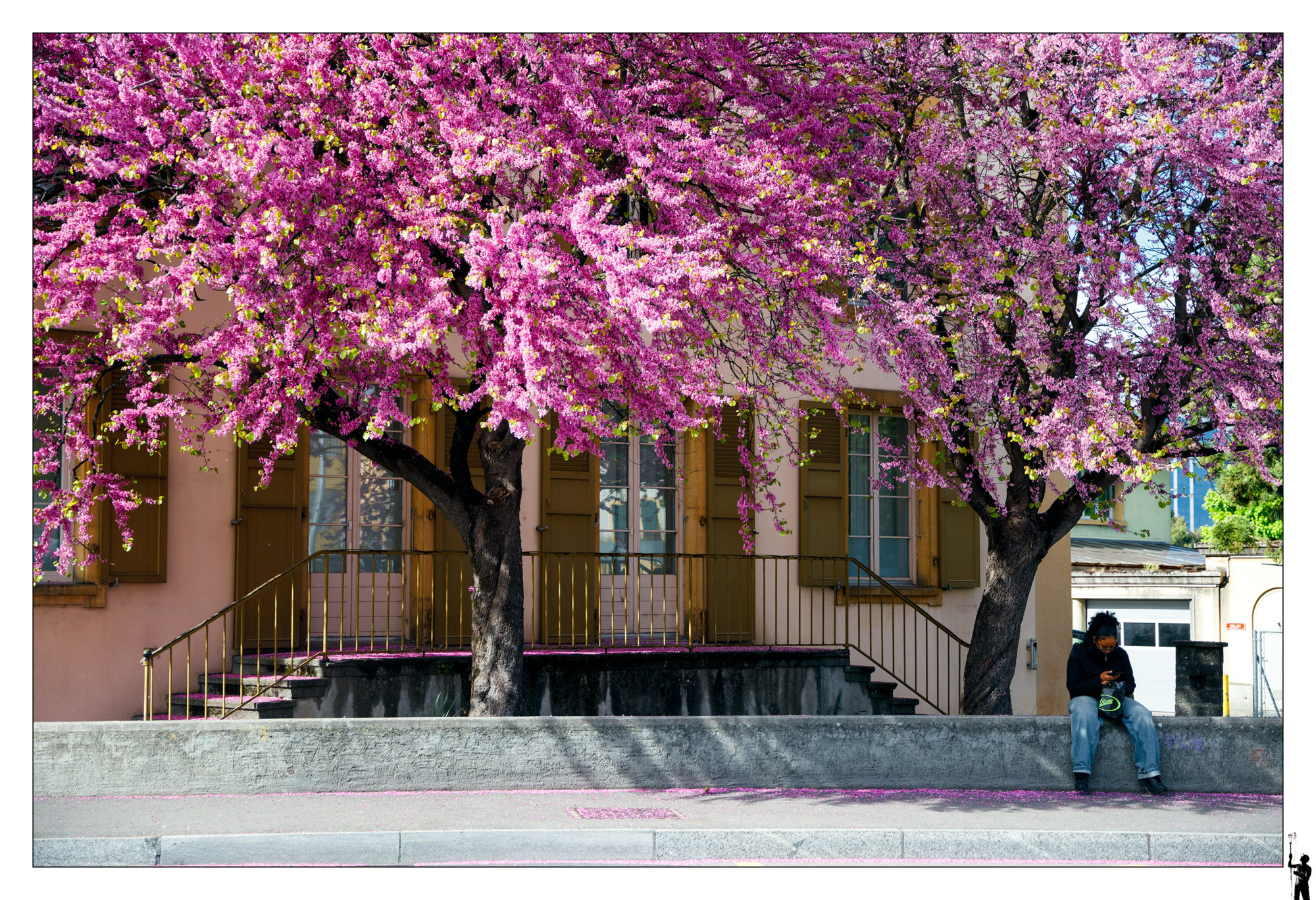 Les fleurs sur la place Bel-air à Yverdon