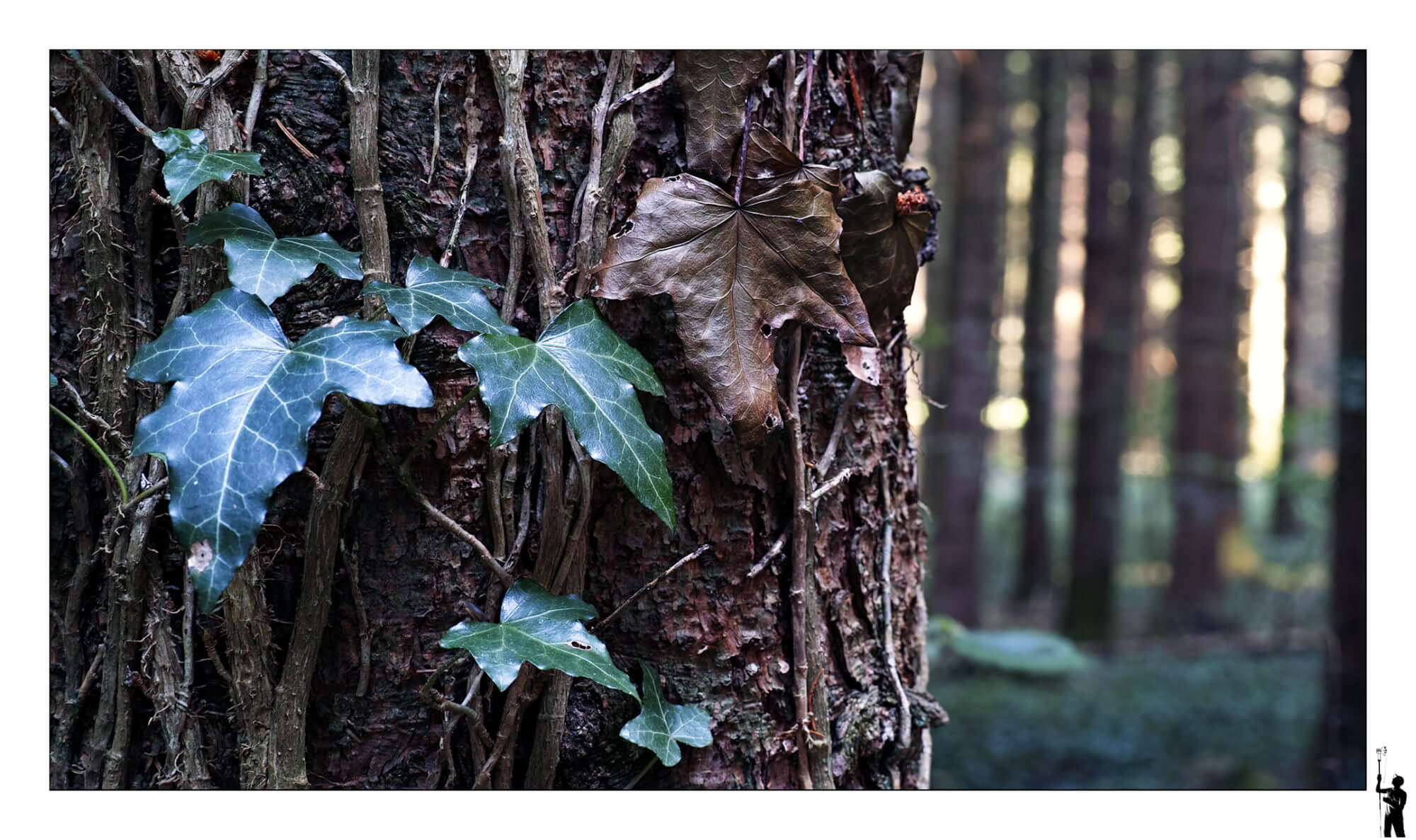 Dans les bois au Fovéon