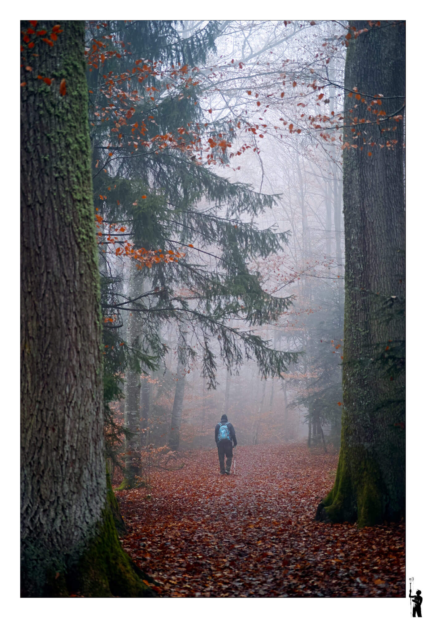 Porte des bois de la forêt magique du Seppey en suisse romande près de Cossonay au Sigma Fovéon