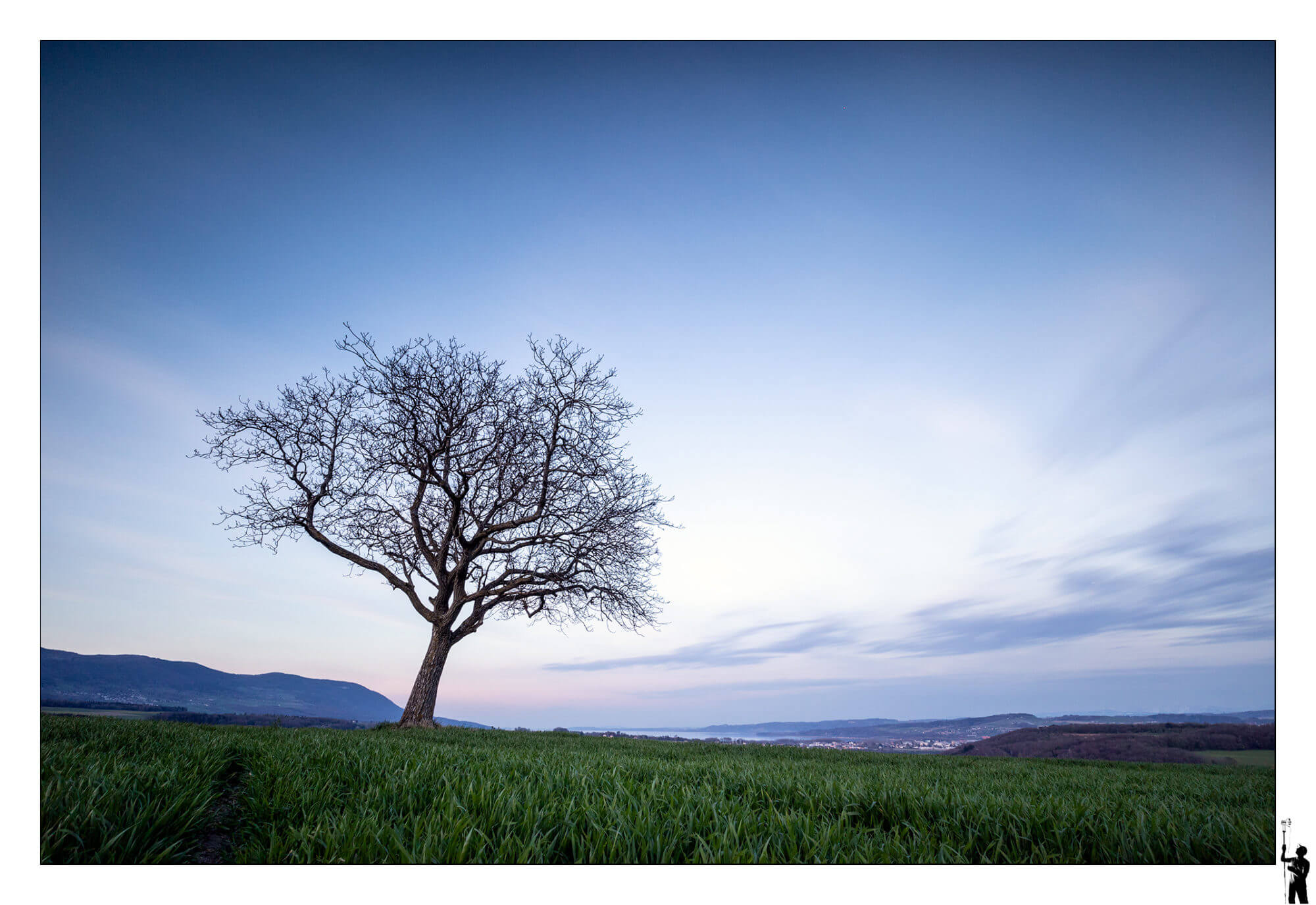 Arbre seul