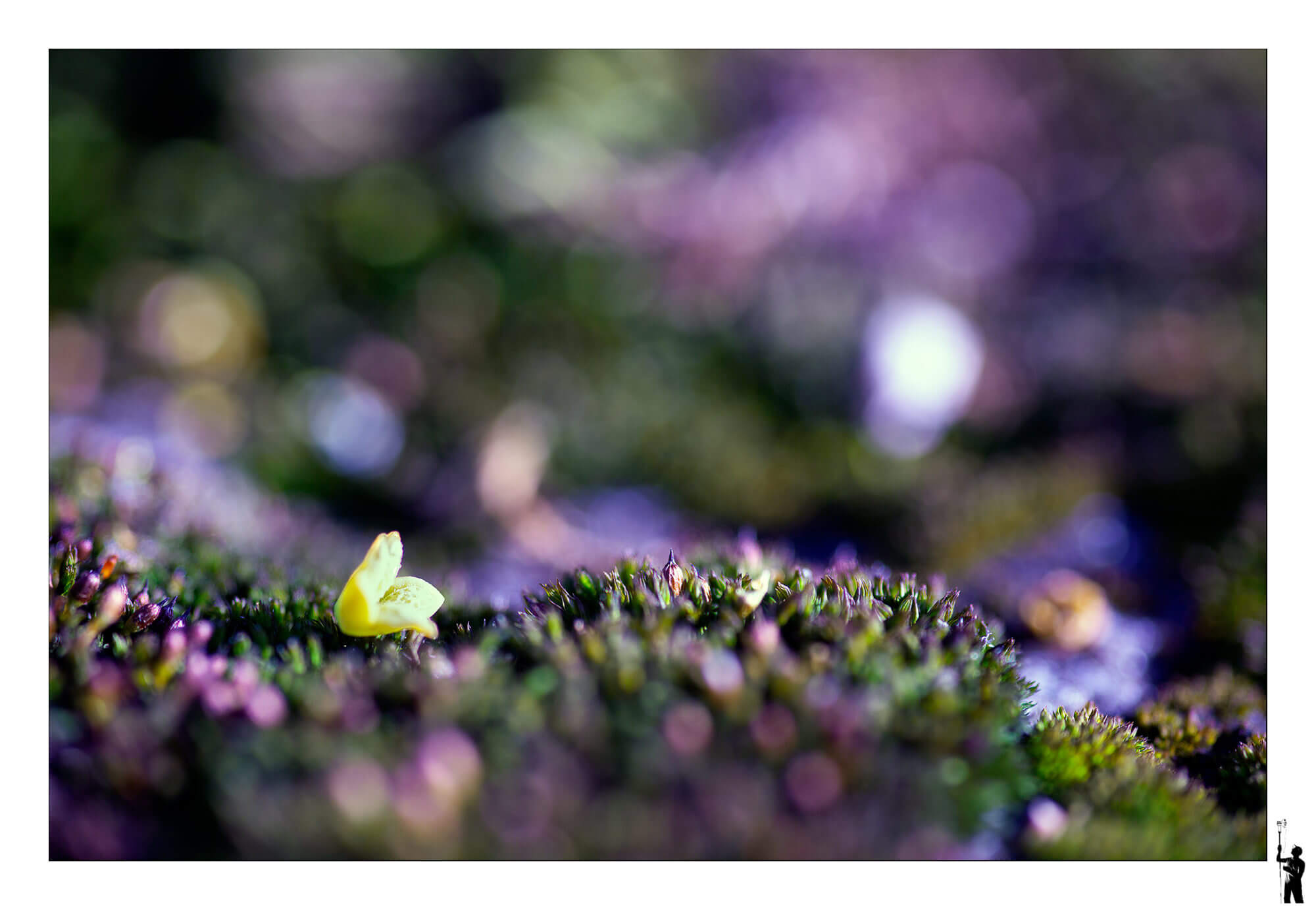Petites fleurs des mousses en macro