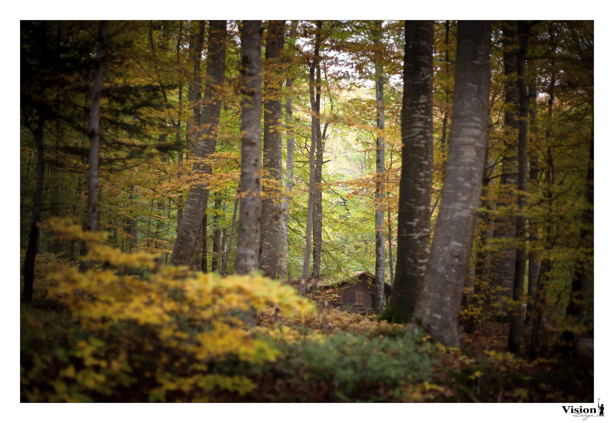 automne en forêt et sa petite cabane en suisse près de champagne