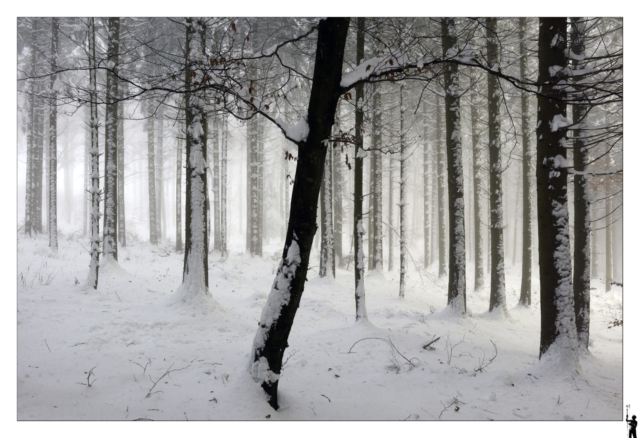 Forêt sous la neige. M50, 11-22 Efm