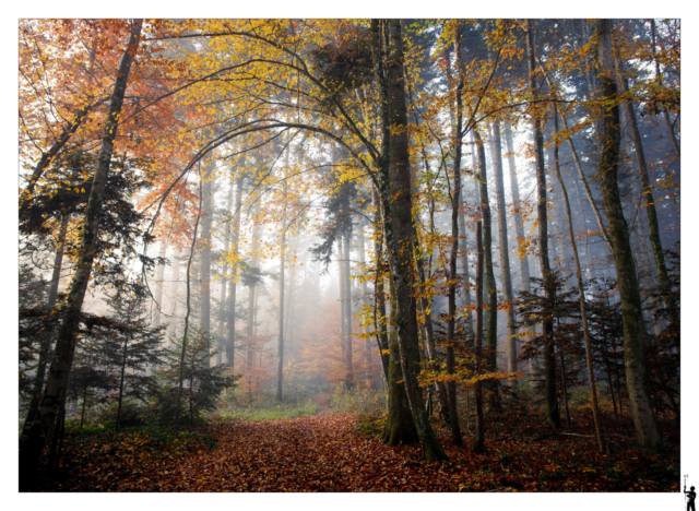 Forêt en automne dans le jura en suisse