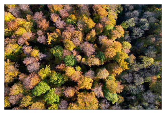 Vue du ciel au drone DJI Mini Pro 3 de la forêt en automne