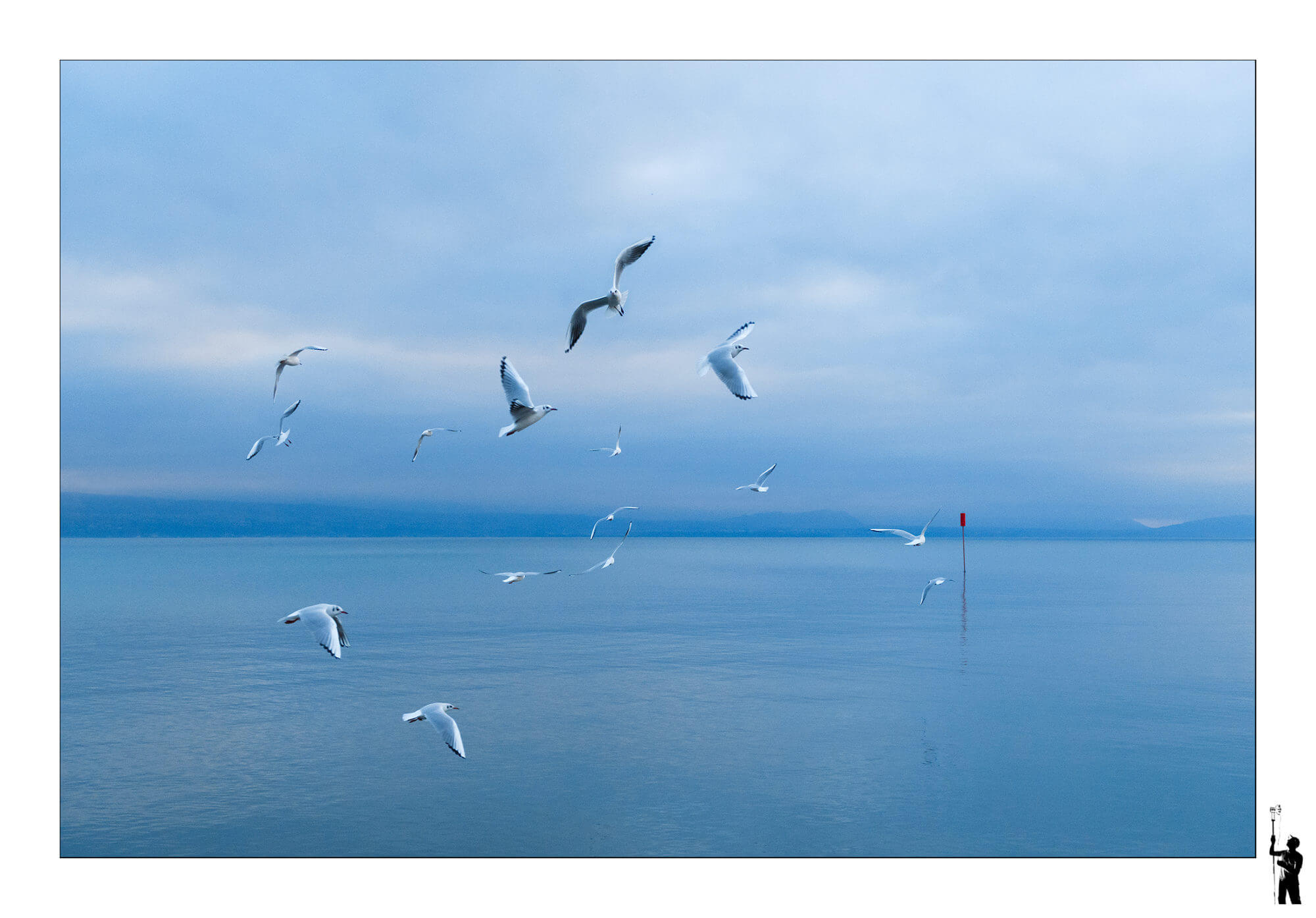 oiseaux sur le lac Léman en Suisse près de préverenges